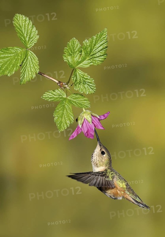 Rufous Hummingbird (Selasphorus rufus) female, British Columbia, Canada