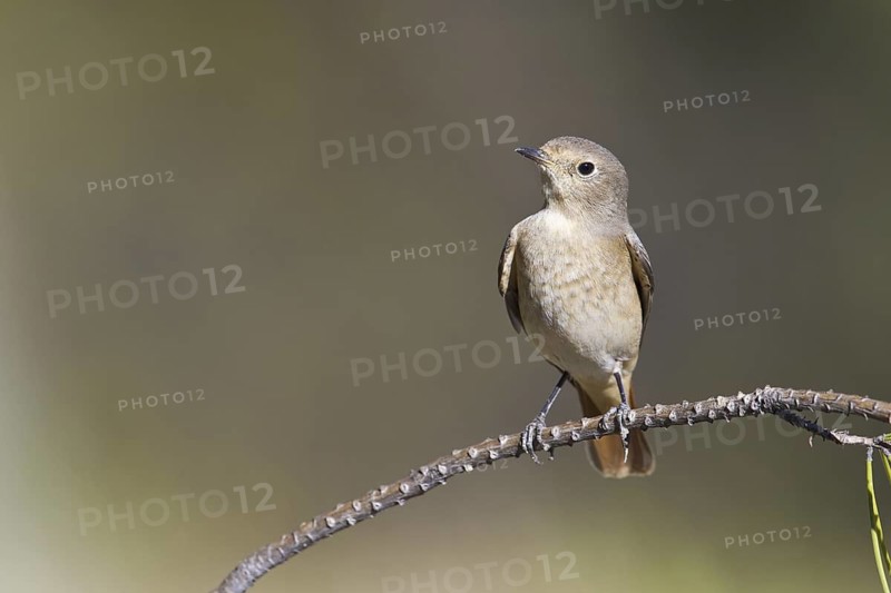 Common Redstart (Phoenicurus phoenicurus) female, Portugal