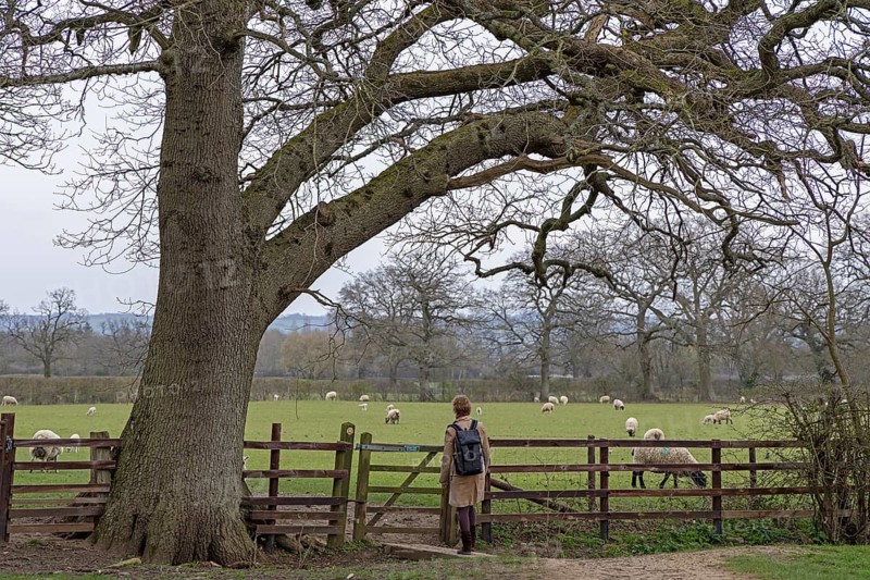 Woman looking at sheep pasture, tree, sheep, fence, public footpath, Moreton-in-Marsh, Cotswolds, England, Great Britain