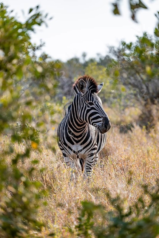 Plains zebra (Equus quagga), adult, in dry grass, Kruger National Park, South Africa