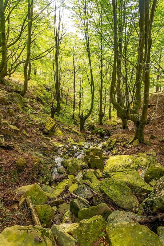 The river in the beech forest on the path up Mount Adarra in the town of Urnieta near San Sebastian, Gipuzkoa. Basque Country