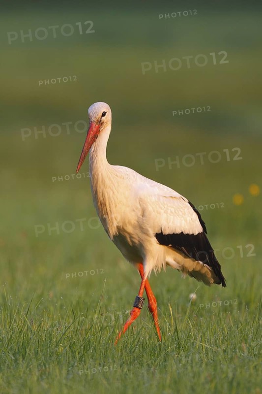 White Stork (Ciconia ciconia) male foraging, North Rhine-Westphalia, Germany