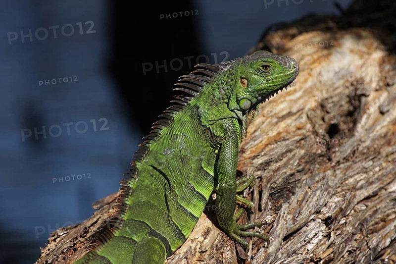 Green iguana (Iguana iguana) on Big Pine Key, Florida, USA