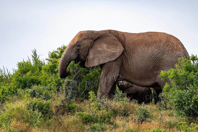 African elephant (Loxodonta africana), Addo Elephant National Park, Eastern Cape, South Africa