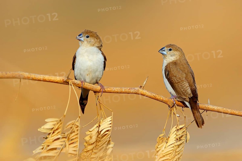 African silverbill, silver beak, silver pheasant, trusting bird, ornamental bird in Europe, family of the finches, (Euodice), (Lonchura cantans), pair on perch, Ayn Tobroq and Ayn Athum junction, Salalah, Dhofar, Oman