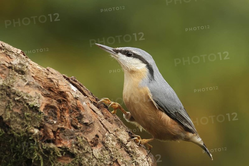 Eurasian Nuthatch (Sitta europaea), Lower Saxony, Germany