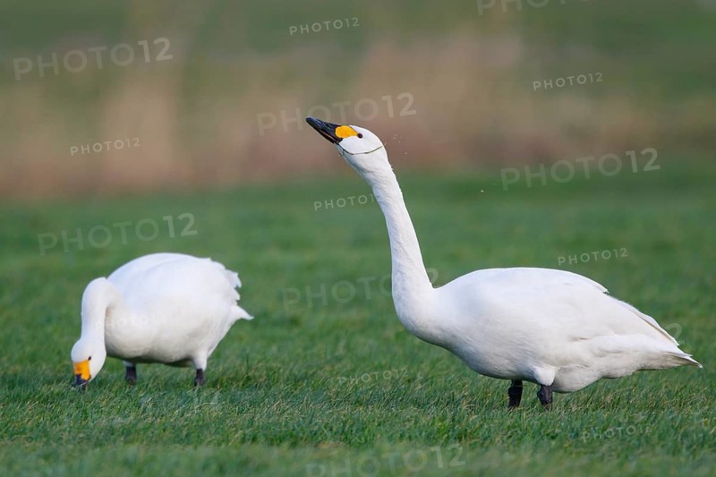 Tundra Swan (Cygnus columbianus bewickii) foraging, Netherlands