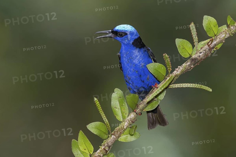 Red-legged Honeycreeper (Cyanerpes cyaneus) male singing, Costa Rica