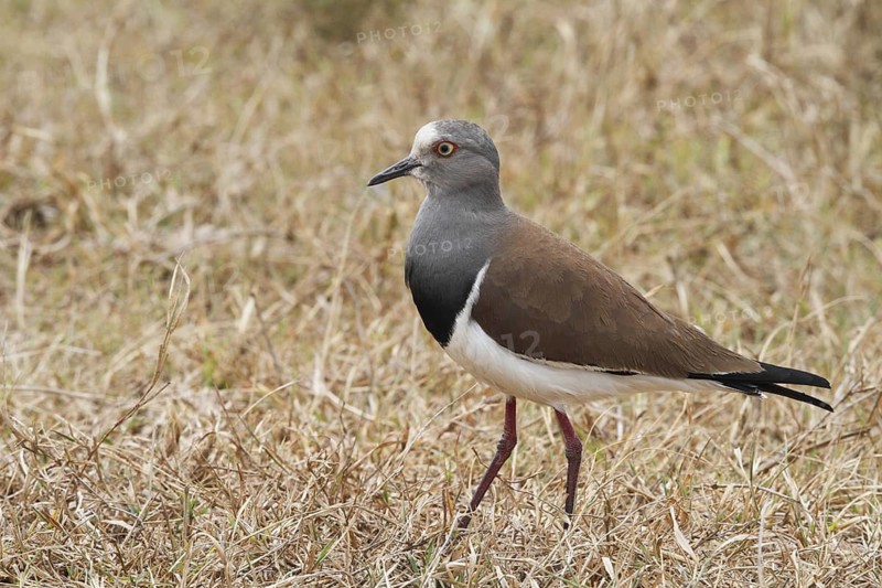 Black-winged Lapwing, Vanellus melanopterus, Uganda, Lake Victoria NP