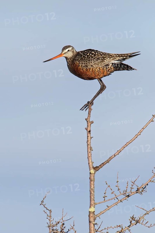 Hudsonian Godwit (Limosa haemastica) perched in a tree near Churchill, Manitoba, Canada
