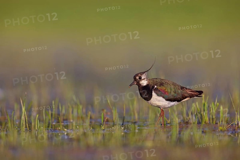 Lapwing, (Vanellus vanellus), biotope, habitat, foraging, animals, birds, plover family, Floating Hide fixed, Tiszaalpár - Kiskunsági nation, Bács-Kiskun, Hungary