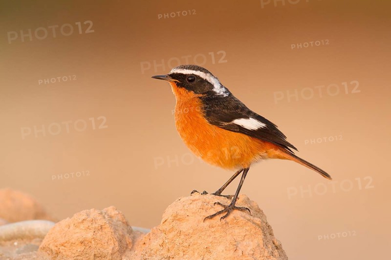 Moussier's Redstart (Phoenicurus moussieri) male, Morocco