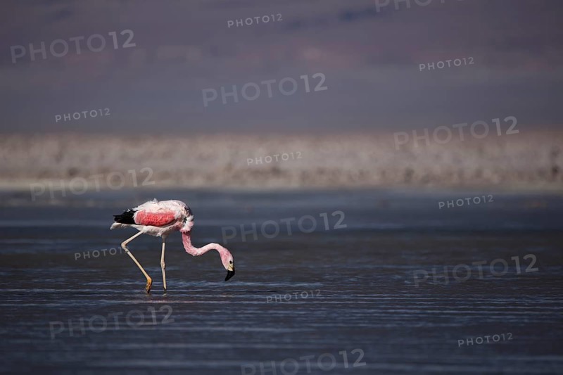 An Andean Flamingo searches for shrimp in a salt lake in the altiplano of the Atacama Desert in Chile