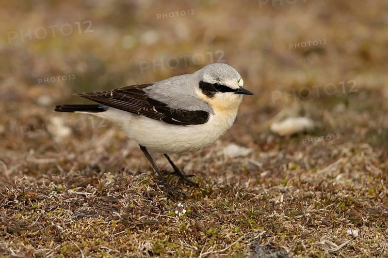 Northern Wheatear (Oenanthe oenanthe) male perched on the ground, Smaland, Sweden