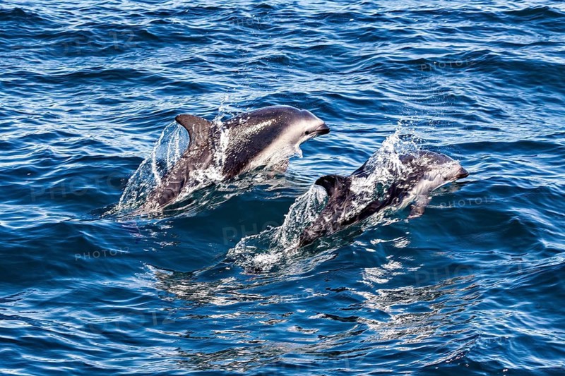 Two dolphins playfully leaping through the blue sea, the Clymene dolphin (Stenella clymene) near Puerto Madryn in Argentina