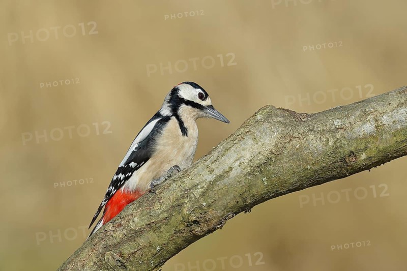 Great spotted woodpecker (Dendrocopos major), male, sitting on a branch, wildlife, animals, birds, woodpeckers, Wilnsdorf, North Rhine-Westphalia, Germany