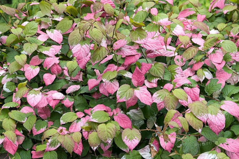 Kolomikta ray penstemon (Actinidia kolomikta), Geografisk Ha Botanical Garden, Denmark
