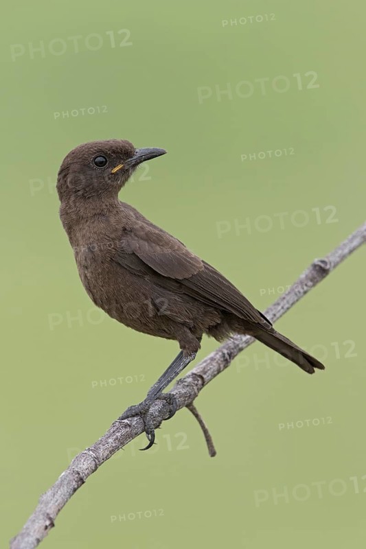 Ant-eating Chat (Myrmecocichla formicivora) juvenile perched on a branch, Namibia