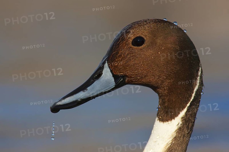 Northern Pintail (Anas acuta) male, British Columbia, Canada