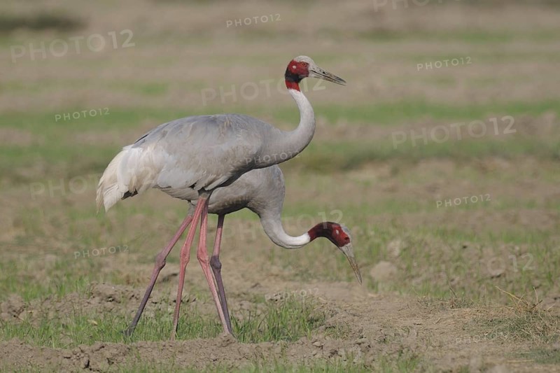 Sarus Crane (Antigone antigone) foraging, Keoladeo National Park, India