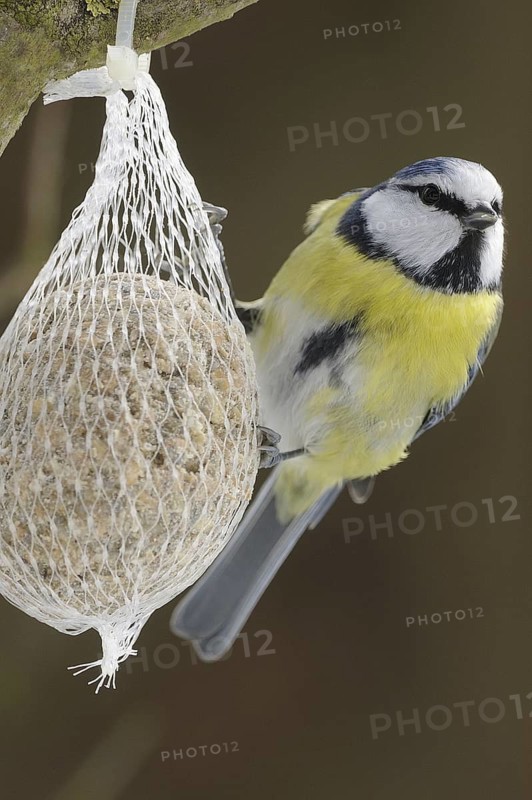 Eurasian Blue Tit (Cyanistes caeruleus), North Rhine-Westphalia, Germany