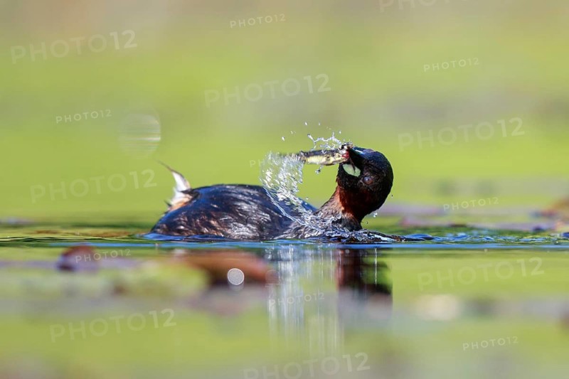 Little Grebe (Tachybaptus ruficollis) with fish prey in beak, North Rhine-Westphalia, Germany