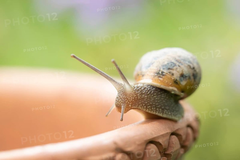 Garden snail (Helix aspersa) adult gastropod molluscs on a garden plant pot in summer, Suffolk, England, United Kingdom