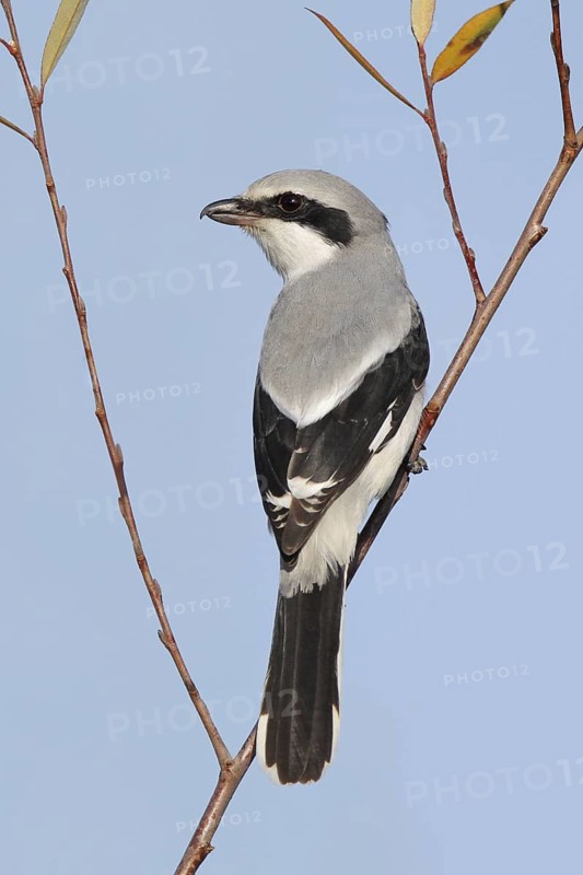Great Grey Shrike (Lanius excubitor), Jaco, Costa Rica