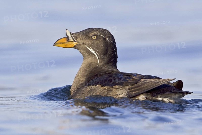 Rhinoceros Auklet (Cerorhinca monocerata), British Columbia, Canada