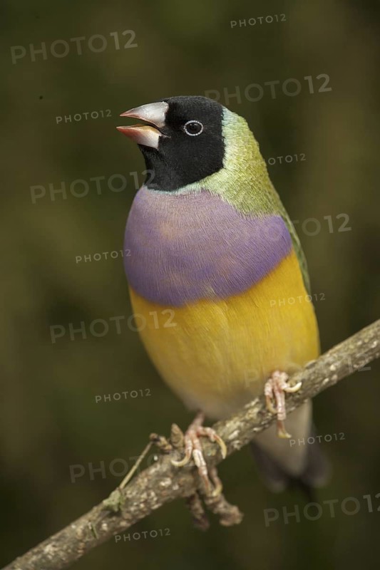 Gouldian Finch (Erythrura gouldiae)