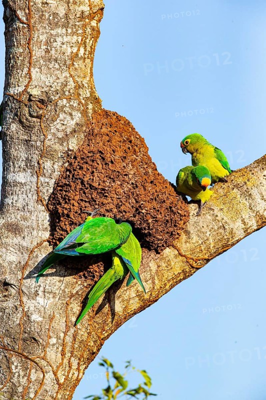 Peach-fronted conure (Aratinga aurea) Pantanal Brazil