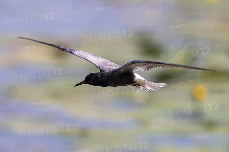 Black Tern (Chlidonias niger) flying, Netherlands