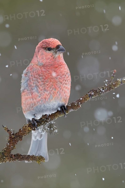 Pine Grosbeak (Pinicola enucleator) male perched on a branch in snowfall, Lapland, Finland