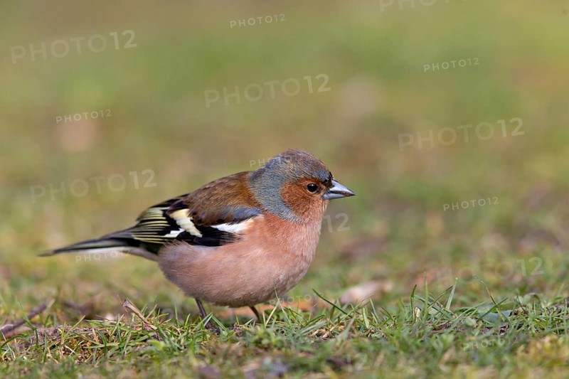 Chaffinch, (Fringilla coelebs), animals, birds, songbird, finch family, perch, biotope, habitat, Luisenpark, Mannheim, Baden-Württemberg, Federal Republic of Germany