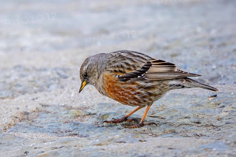 Alpine accentor (Prunella collaris collaris) adult foraging amongst rocks in the mountains in spring, Spain