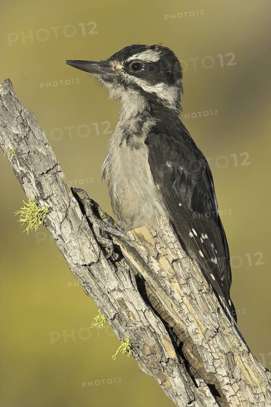 Hairy Woodpecker (Leuconotopicus villosus) female, Oregon, USA