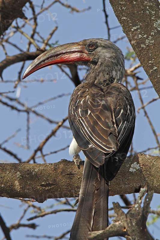 Hemprich's Hornbill, Tockus hemprichii