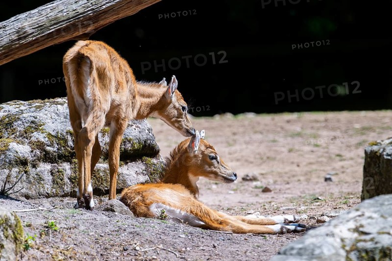 Nilgai (Boselaphus tragocamelus) antelope youngsters on the ground, Germany