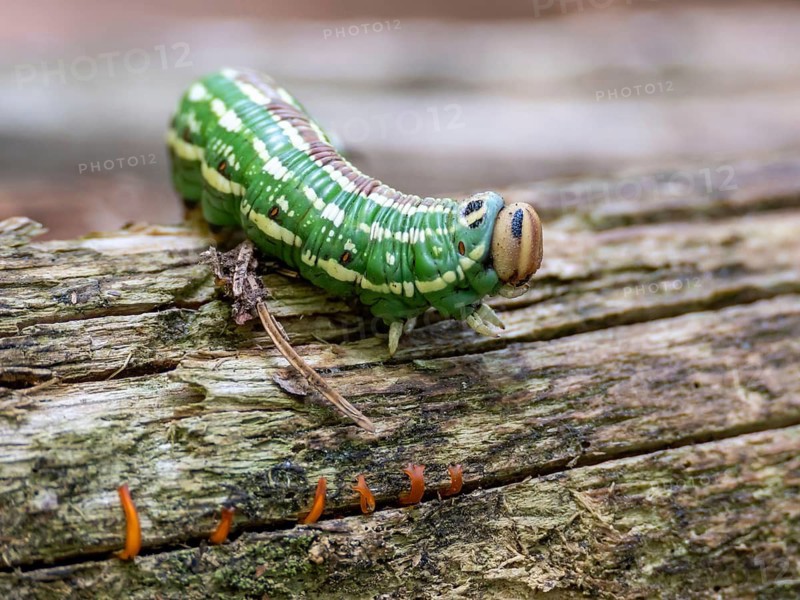 Caterpillar of the pine hawkmoth or pine arrow (Sphinx pinastri), Chiemgau Alps, Bavaria, Germany