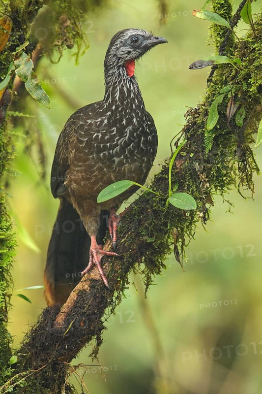 Bearded Guan (Penelope barbata) perched on a branch in the South of Ecuador