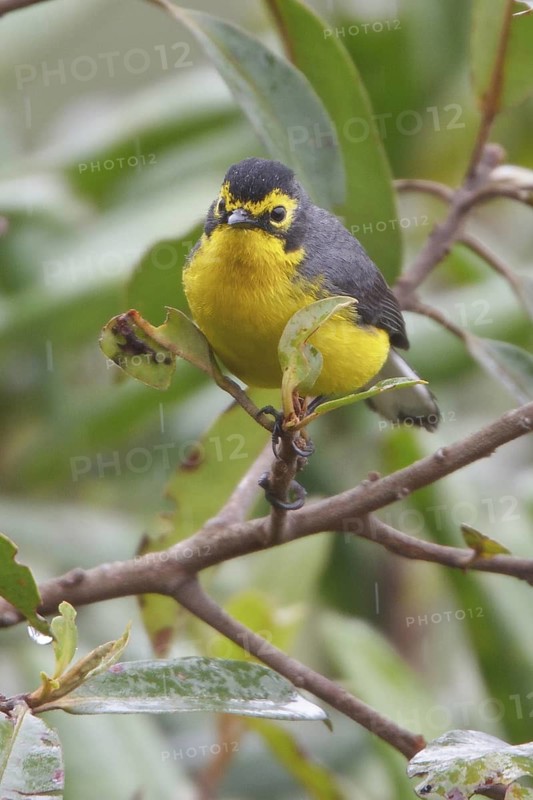 Spectacled Redstart (Myioborus melanocephalus) perched on a branch in Bolivia, South America