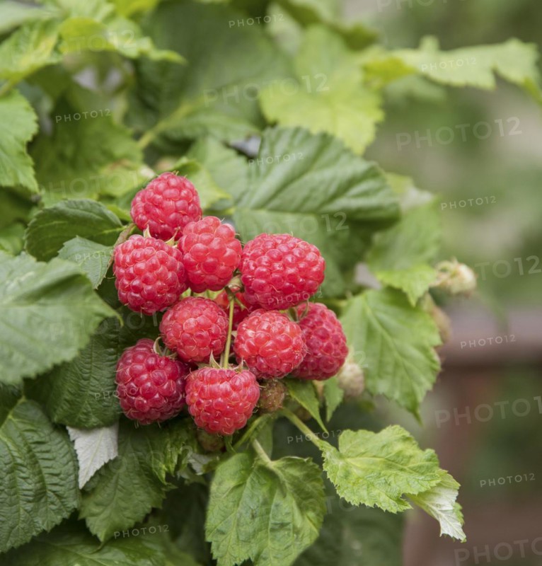 Dwarf raspberry (Rubus idaeus RUBY BEAUTY), Laußnitz, Saxony, Germany