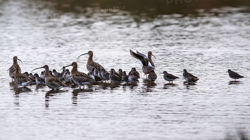 Eurasian Curlew, Numenius arquata, birds on marshes, Devon, England, United Kingdom