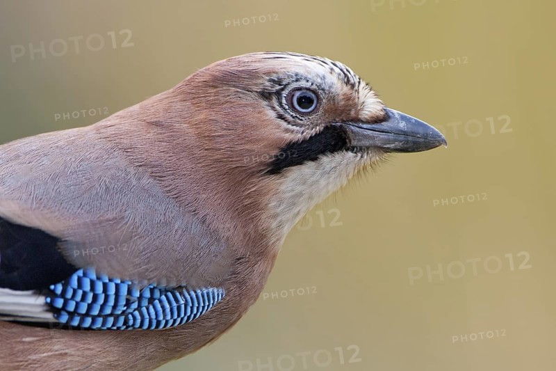 Eurasian Jay (Garrulus glandarius), Saxony, Germany