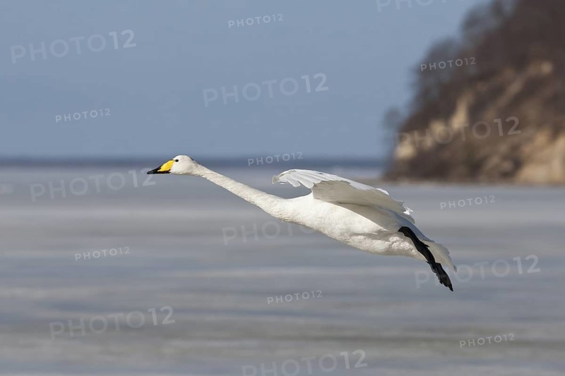 Whooper Swan (Cygnus cygnus) flying, Mecklenburg-Western Pomerania, Germany