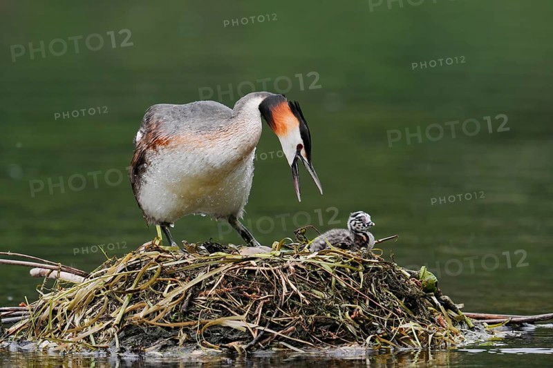 Great Crested Grebe (Podiceps scalloped ribbonfish) with chicks on the nest, North Rhine-Westphalia, Germany
