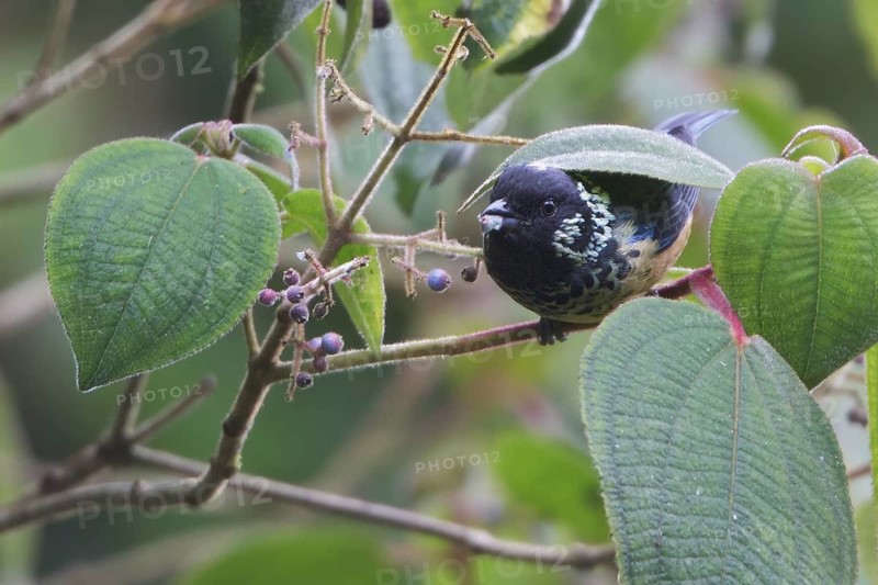 Spangled-cheeked Tanager (Tangara dowii) perched on a branch in Costa Rica, Central America