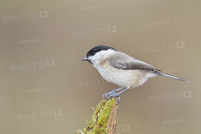 Marsh tit (Parus palustris) sitting on a tree root, Wilnsdorf, North Rhine-Westphalia, Germany