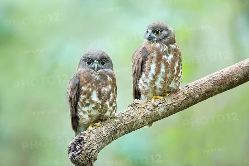 Brown Hawk-Owl (Ninox scutulata) with juvenile, Central Catchment Nature Reserve, Singapore
