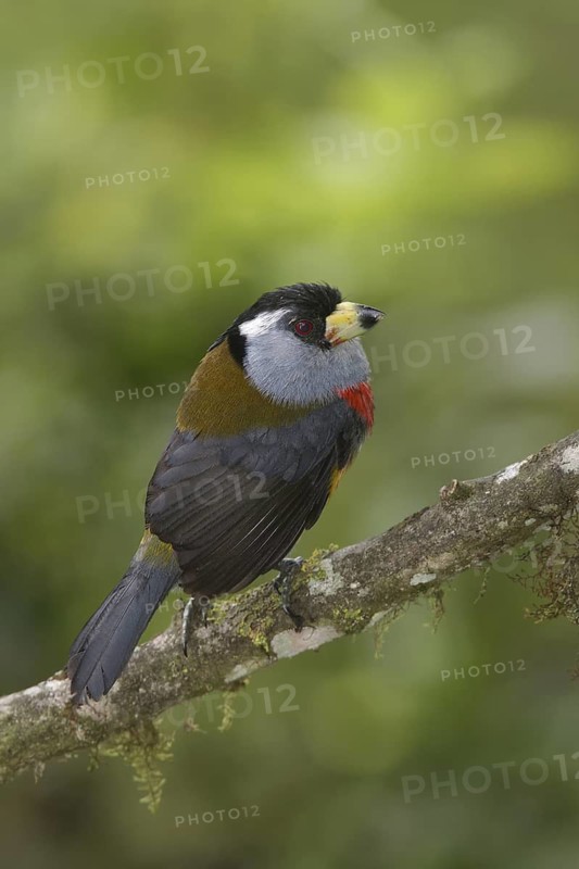Toucan Barbet (Semnornis ramphastinus), Pichincha, Ecuador